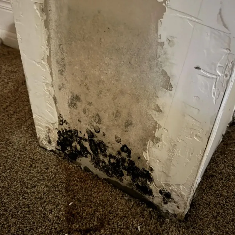 Professional Mold Removal in Libertyville, IL